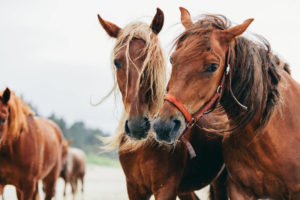 alimentazione del cavallo - mangime per cavalli