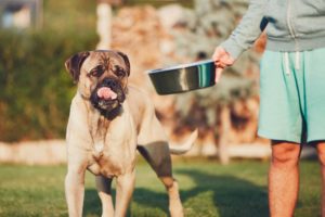 Dar da mangiare al cane: la giusta alimentazione