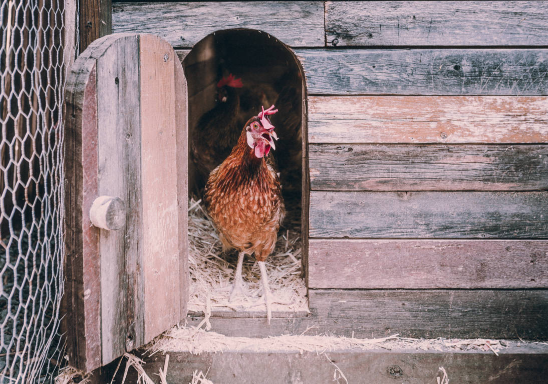 Galline ovaiole: scopri le regole per una giusta ...