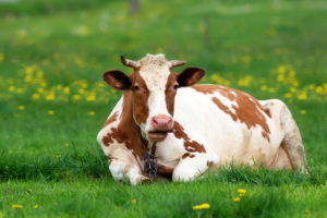 ruminazione - mucca al riposo