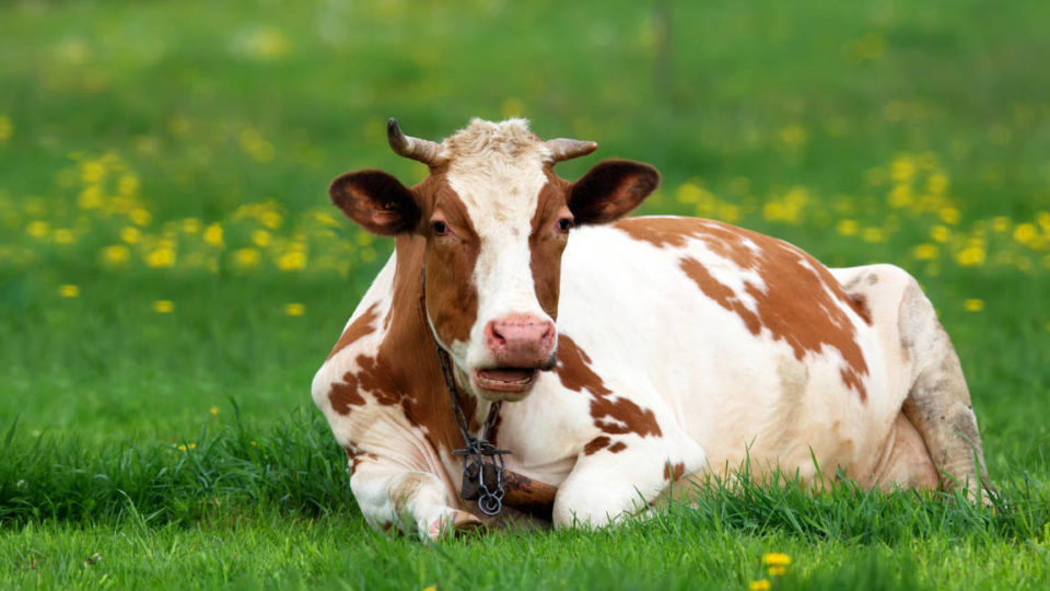 ruminazione - mucca al riposo