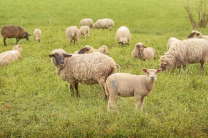 stomaci dei ruminanti pecore