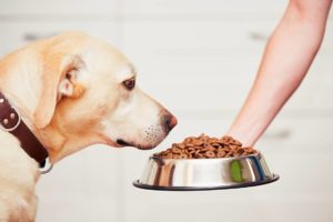 alimentazione del cane