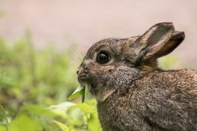 I conigli selvatici e la loro alimentazione