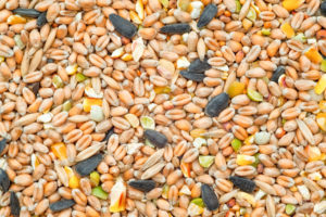 Mangime per uccelli composto da diversi tipi di semi