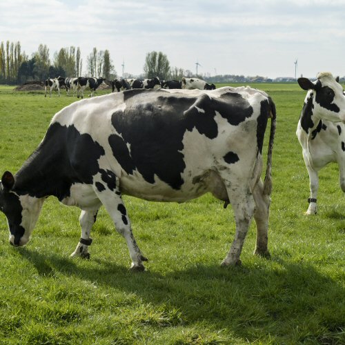 Il chiacchierio delle mucche 500x500 - Giardini Mangimi