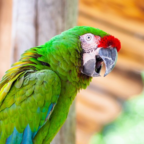 La comunicazione gestuale dei pappagalli 500x500 - Giardini Mangimi